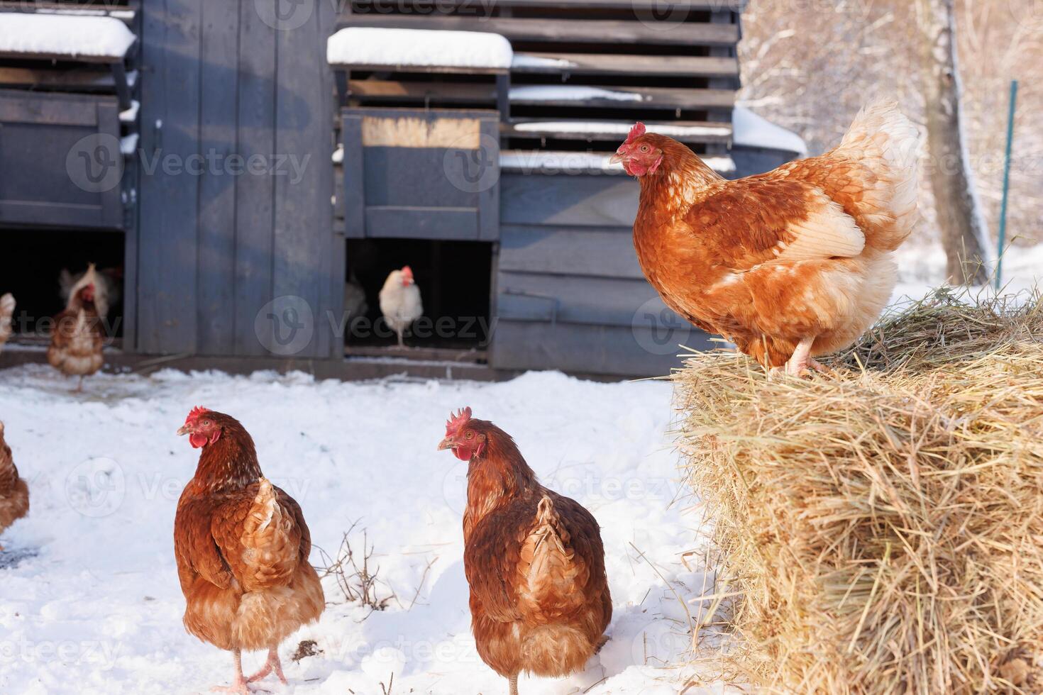 pollo come alimentar y grano en eco aves de corral granja, gratis rango aves de corral granja foto
