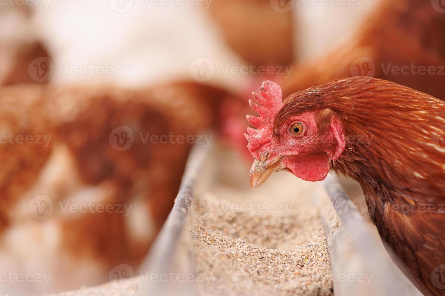chicken eats feed and grain at eco chicken farm, free range chicken farm photo