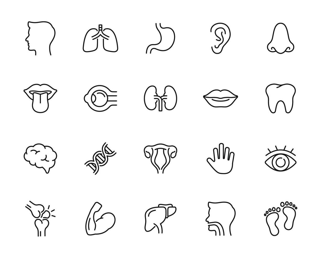 Anatomy line icon set isolated on white background. Human organ icon set vector