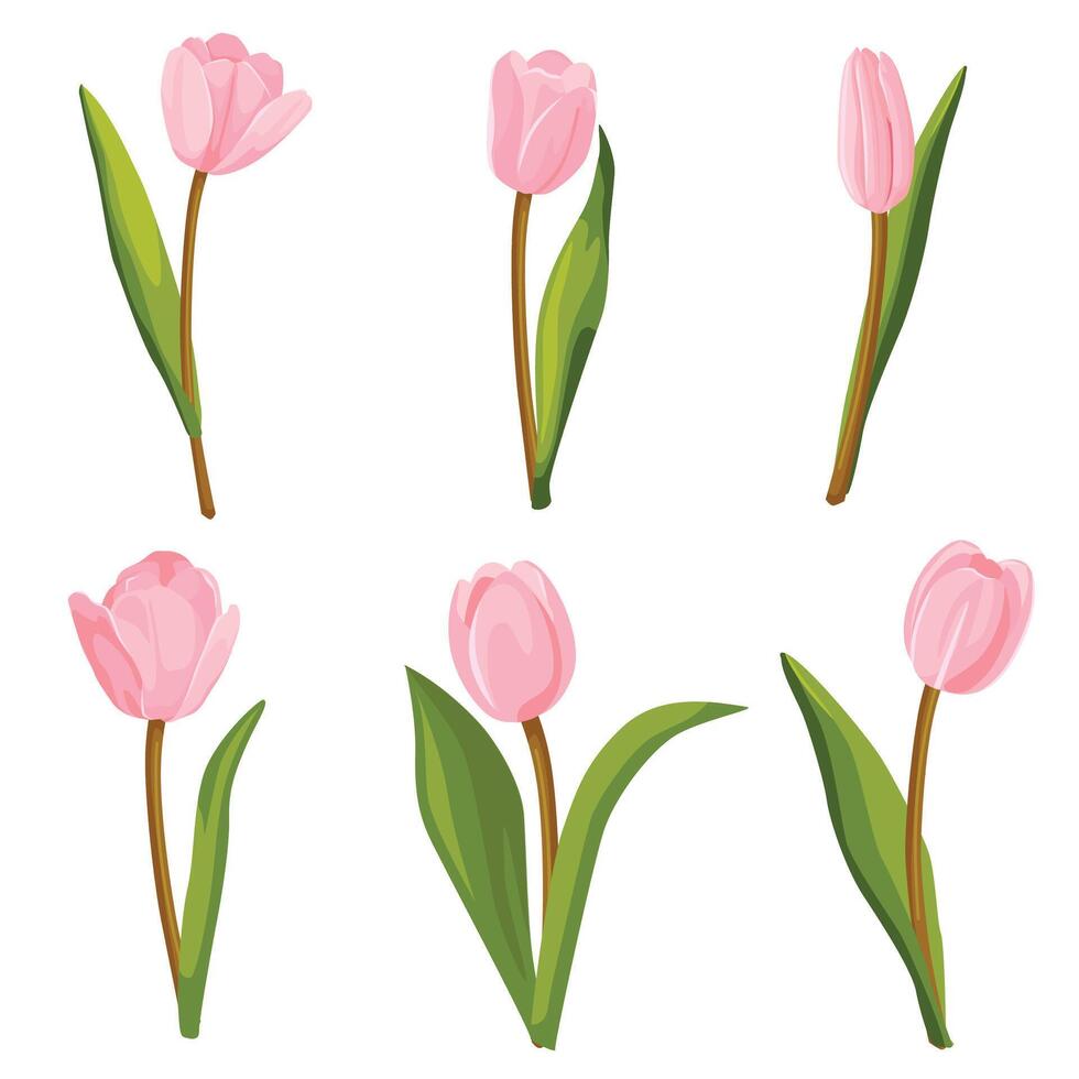 Set of pink tulips. Vector illustration.