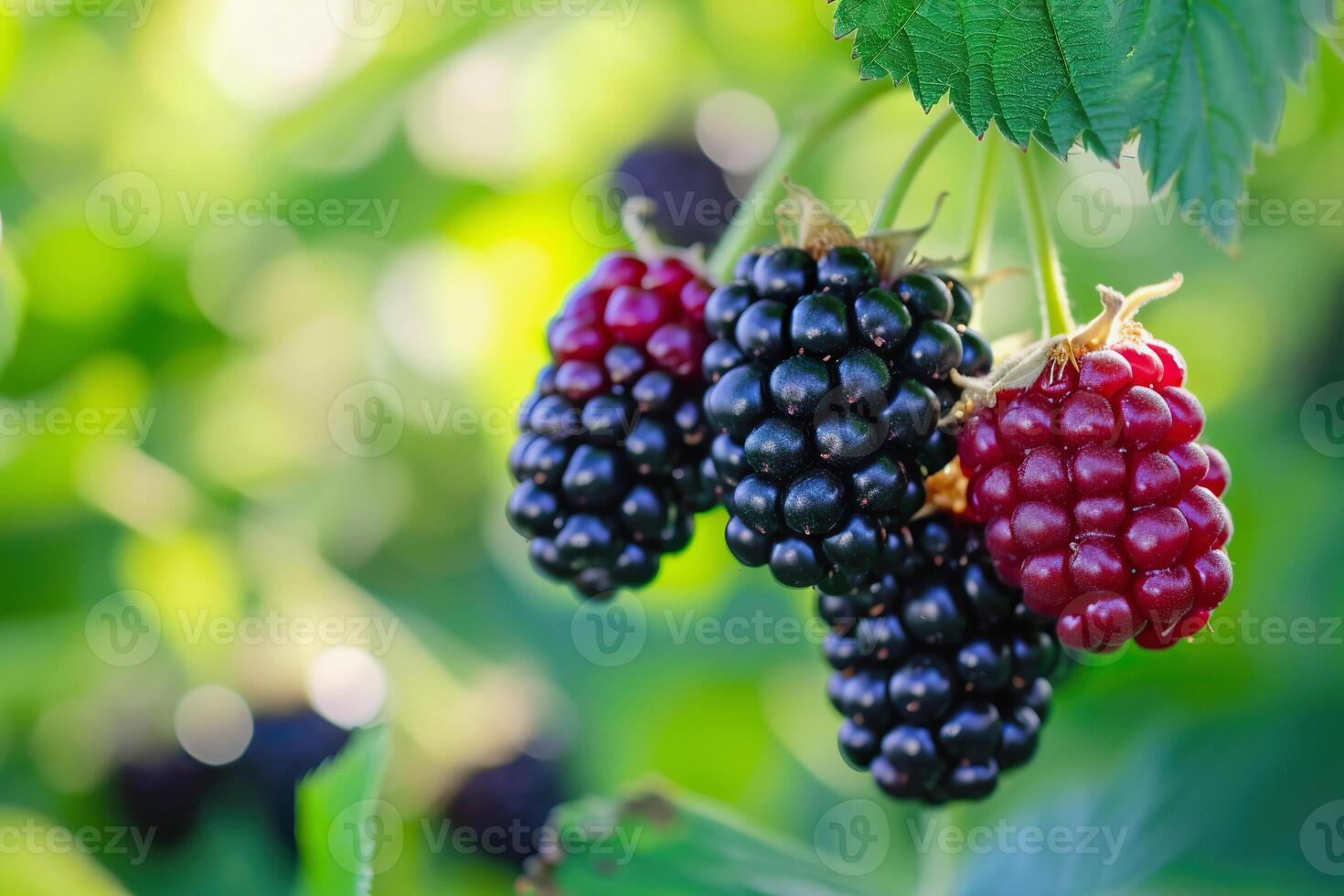 ai generado maduro moras colgante, Listo para cosecha, orgánico agricultura, de cerca foto