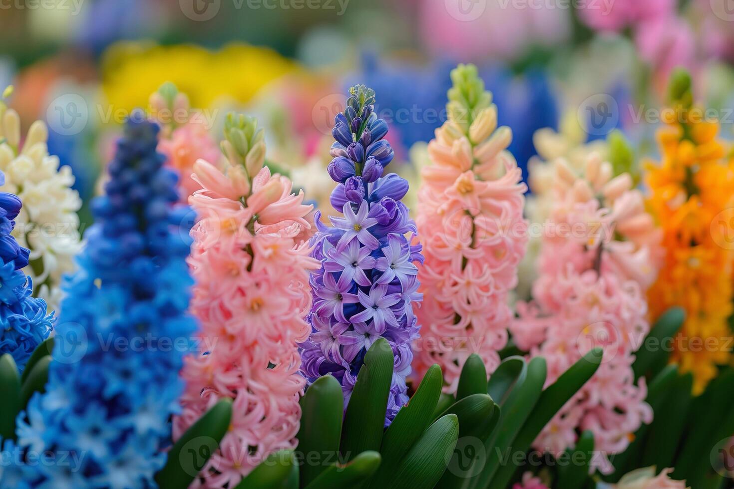 AI Generated Rows of pink, purple, and blue hyacinths in lush garden photo