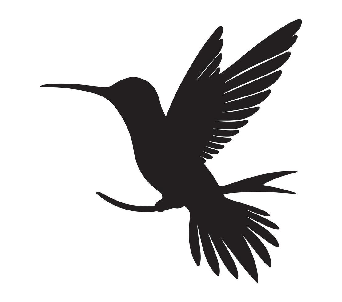 Black and white vector illustration of Allens Hummingbird.