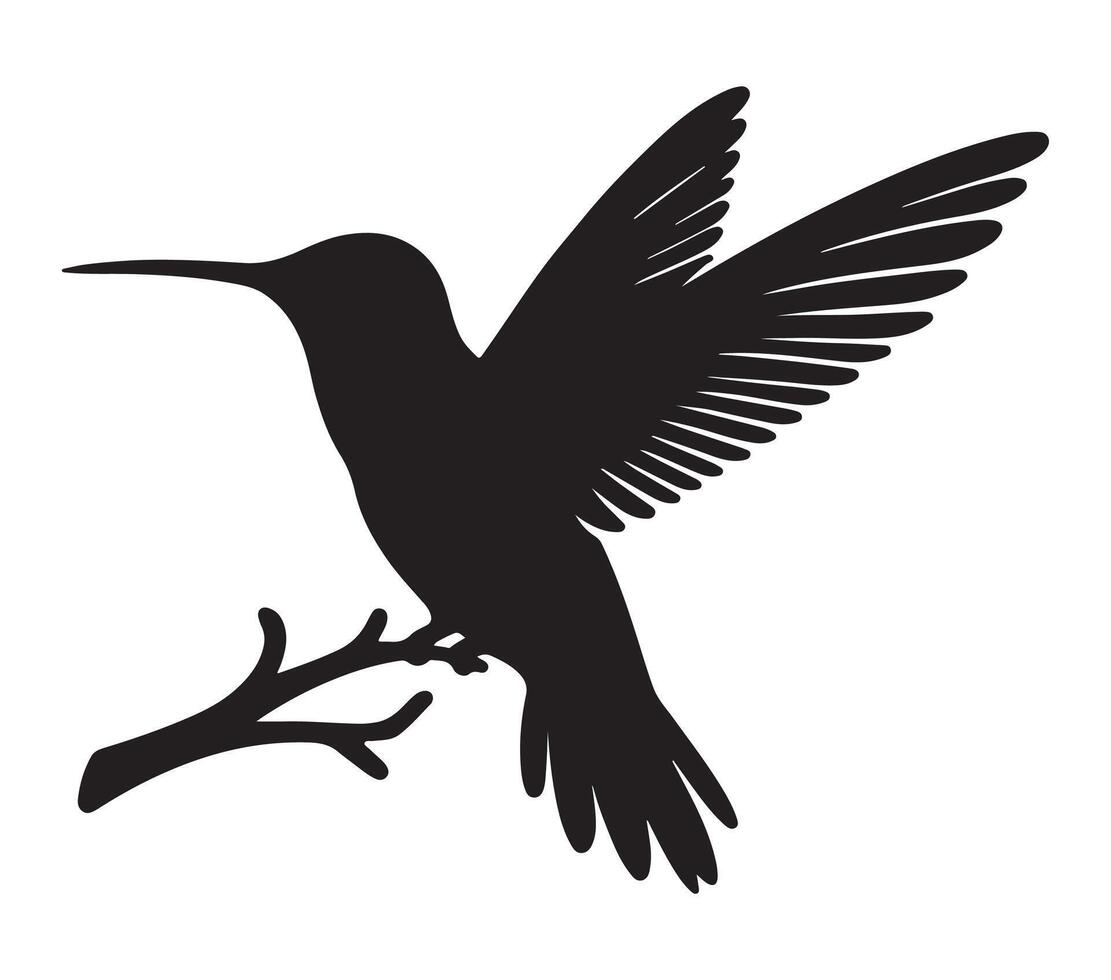 Allen colibrí vector ilustración en blanco antecedentes.