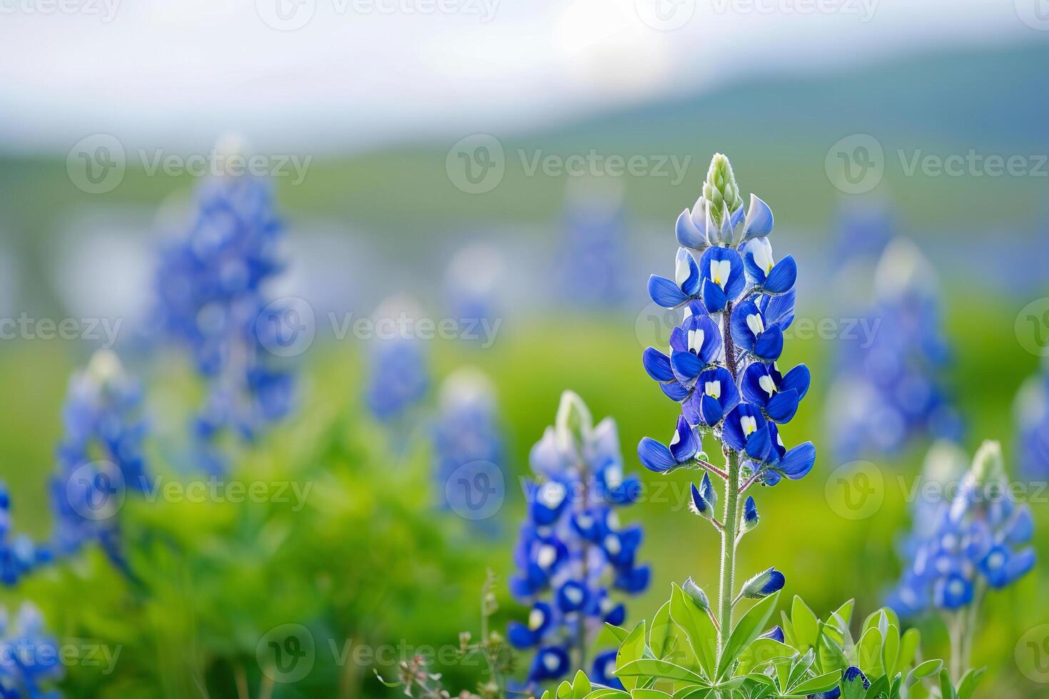 AI Generated Spring field of bluebonnets in full bloom under sunlight photo