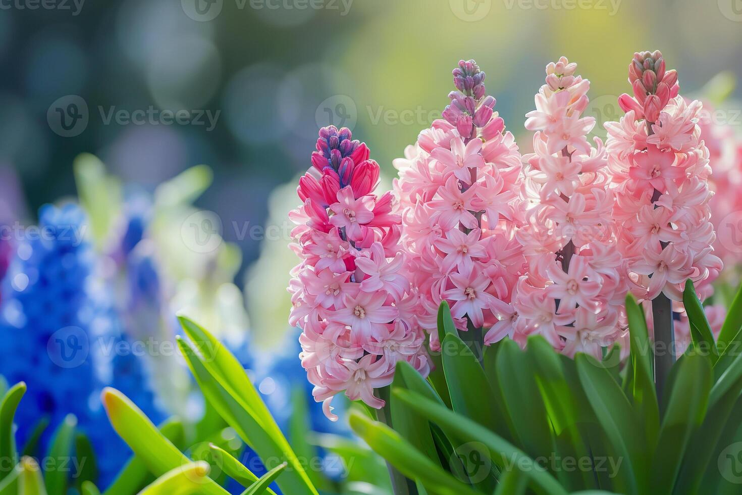 ai generado filas de rosa, púrpura, y azul jacintos en lozano jardín foto