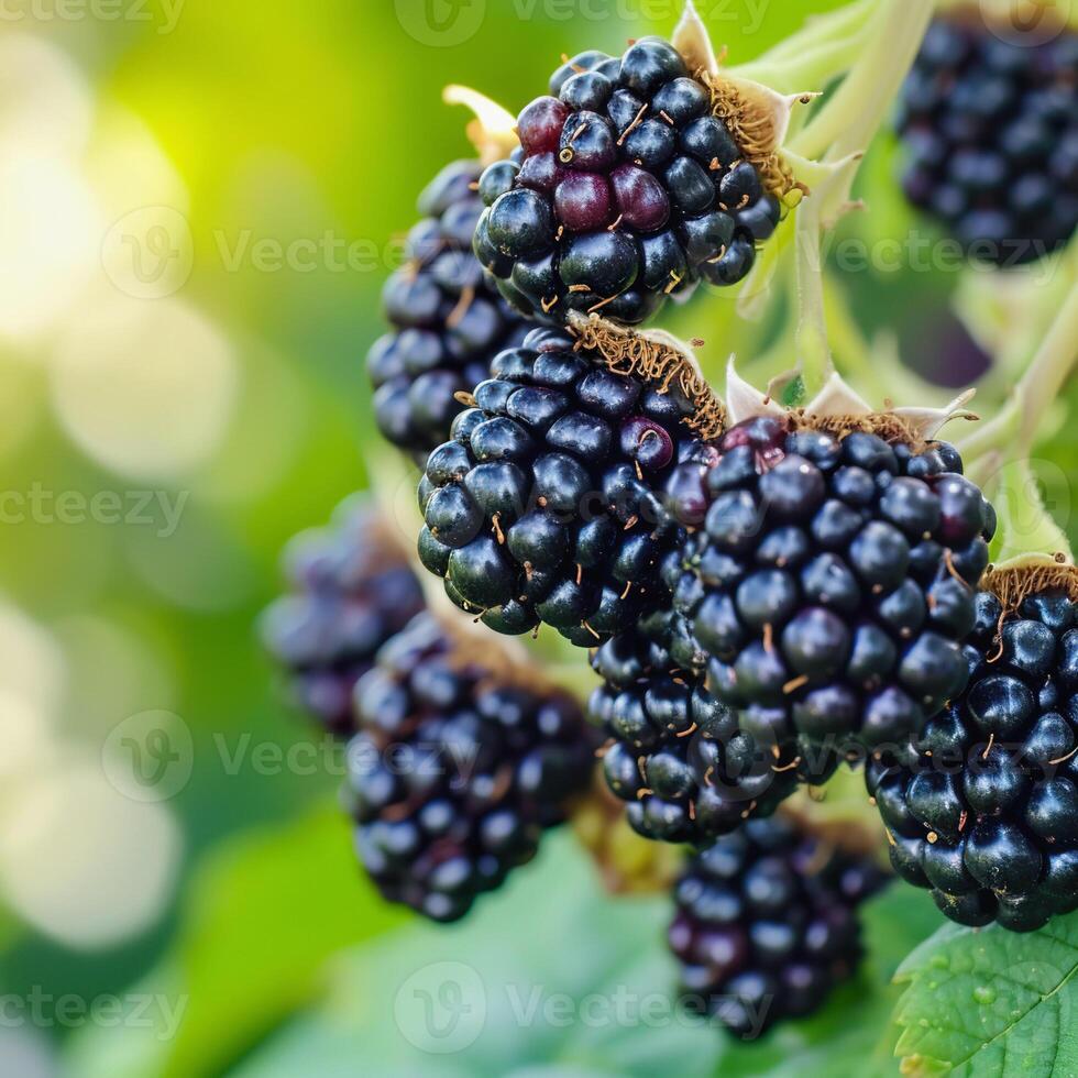 AI Generated Ripe blackberries hanging, ready for harvest, organic farming, closeup photo