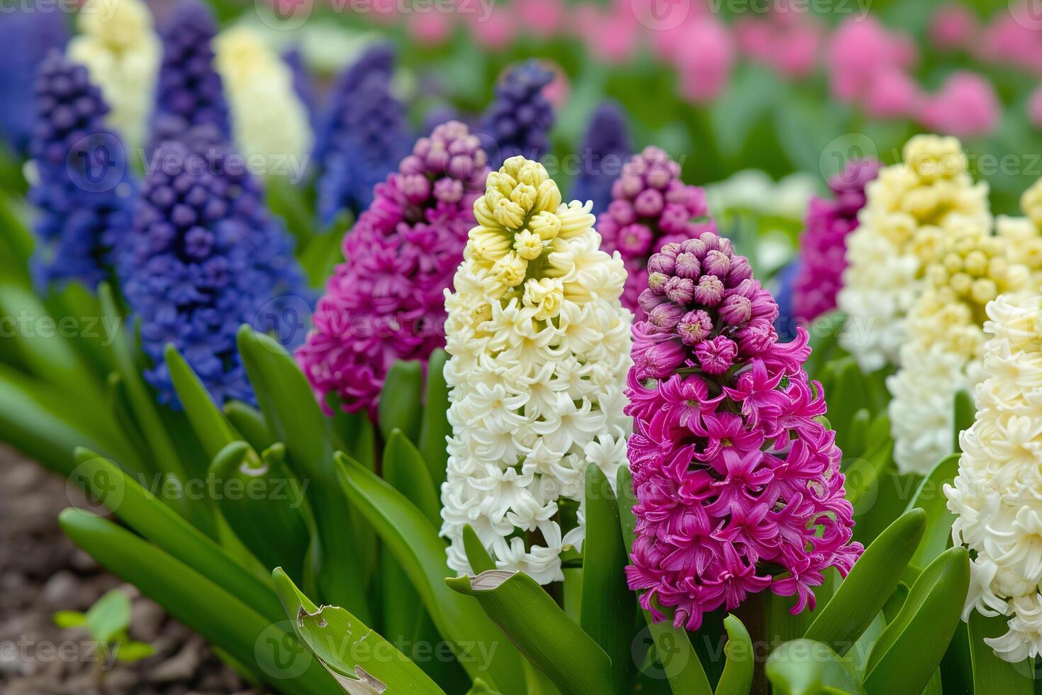 AI Generated Rows of pink, purple, and blue hyacinths in lush garden photo