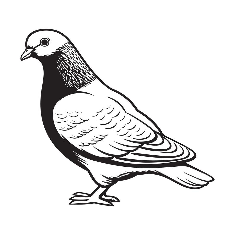 Pigeon Vector Art, Icons, and Graphics