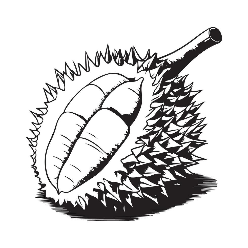 Durian vector arte, iconos, y gráficos