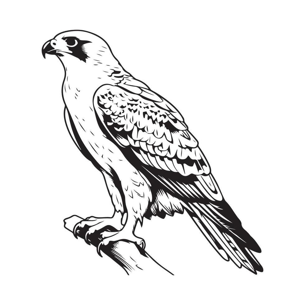 Falcon Standing on the Branch Vector