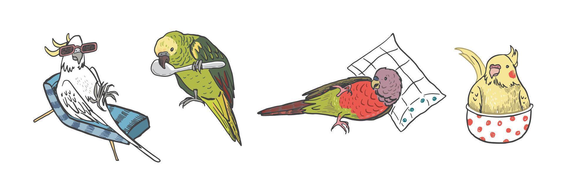 loros aves mascotas vector ilustraciones colocar.