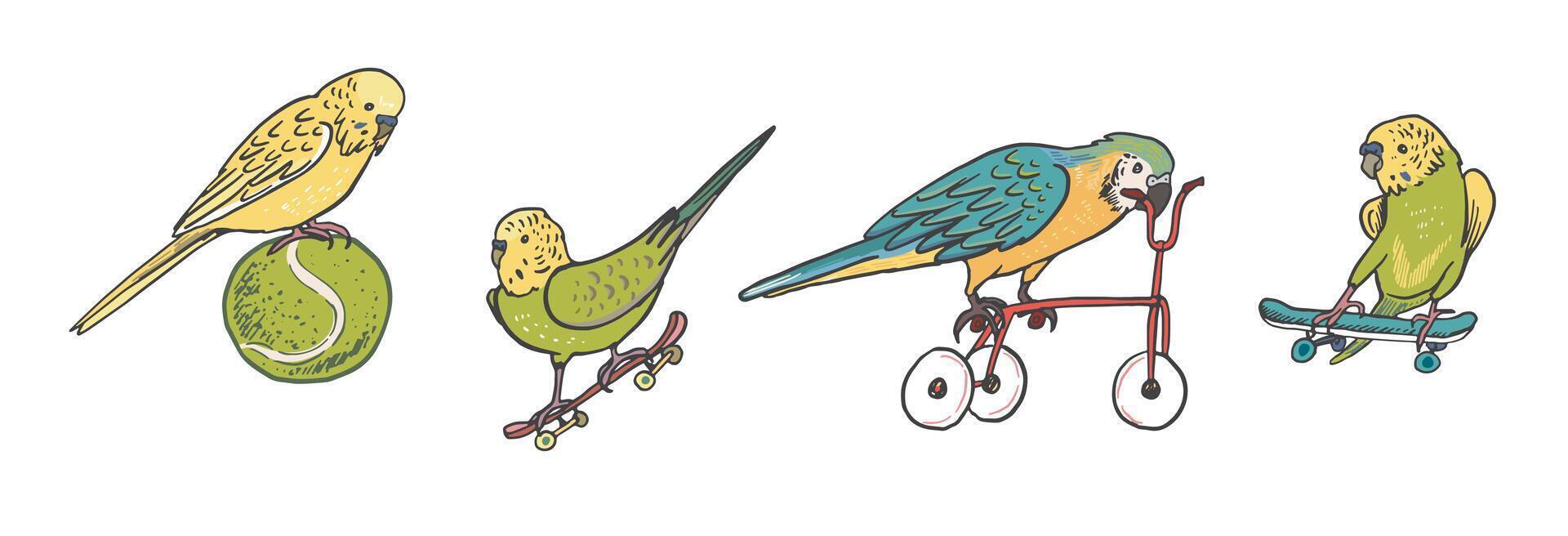 Parrots birds pets vector illustrations set.