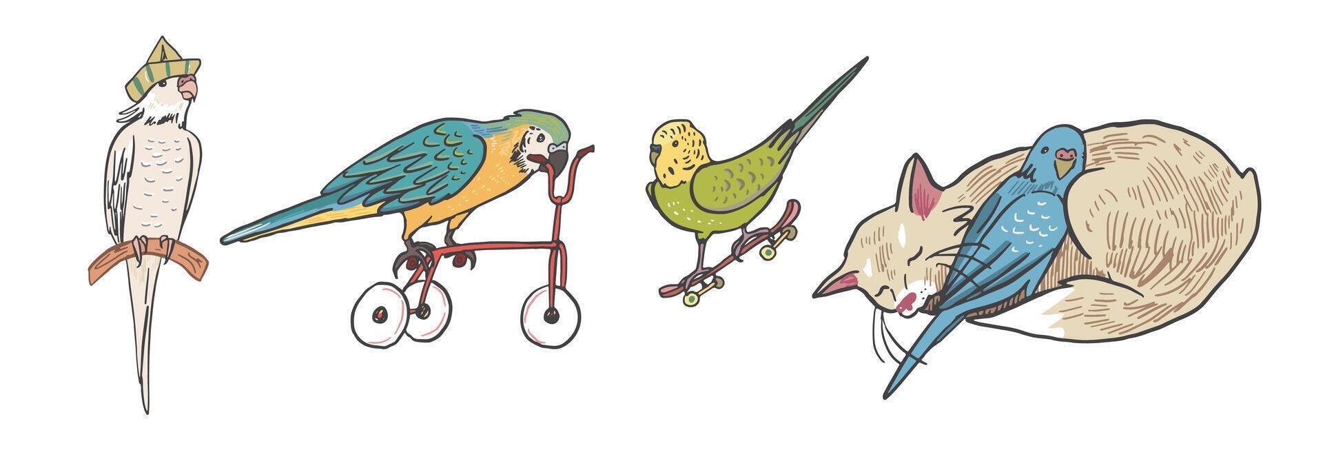 Parrots birds pets vector illustrations set.