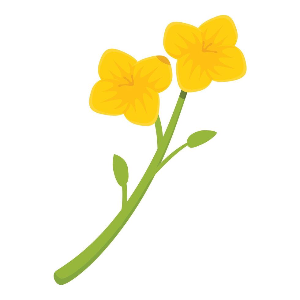 Botanical floral icon cartoon vector. Rapeseed flower vector