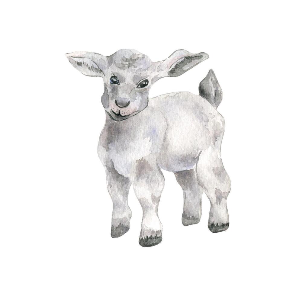 Lamb watercolor illustration isolated on white. Hand drawn baby sheep. Farm newborn animal. Painted baby goat. Domestic pet. Element for Easter greeting cards, printing and other design projects. vector