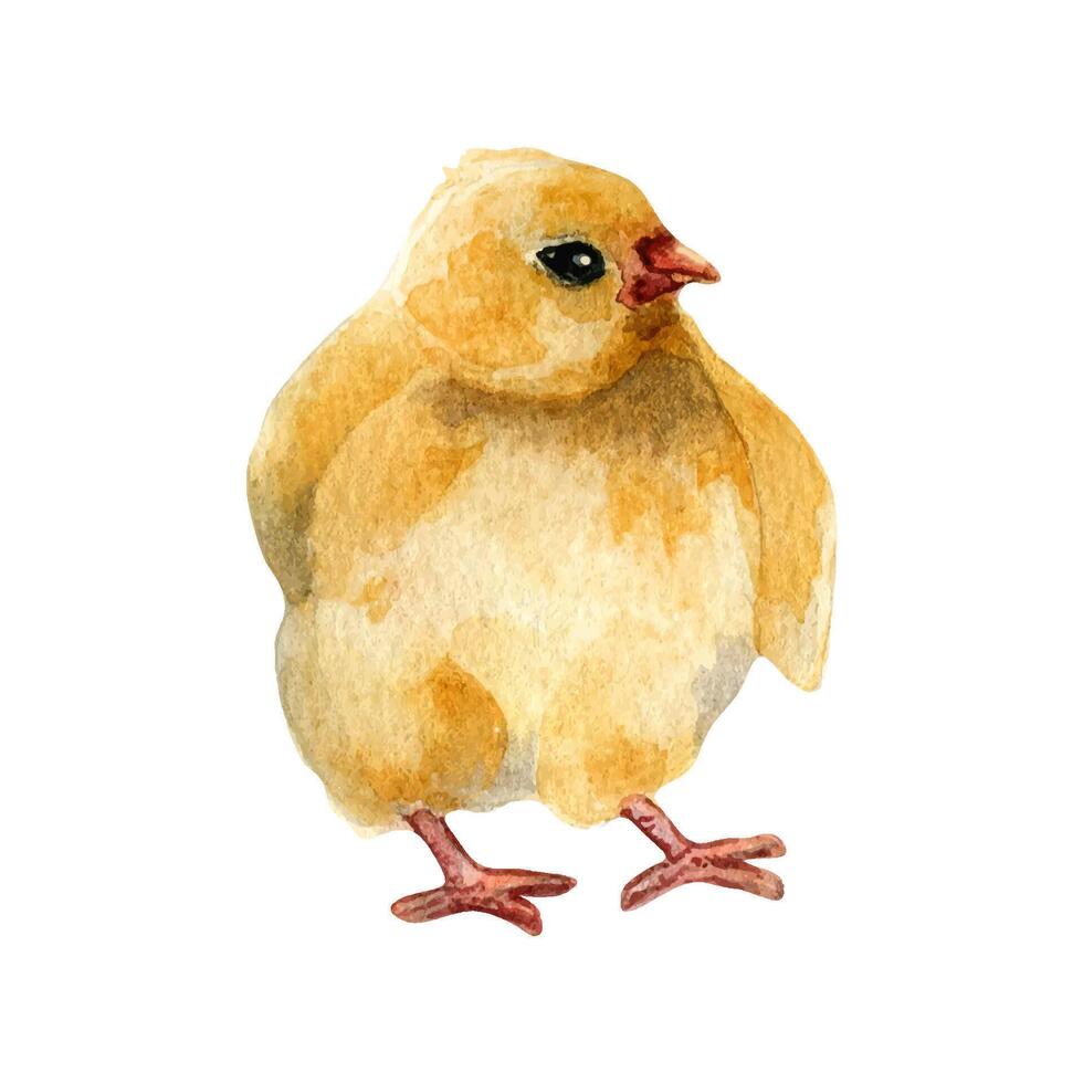 Watercolor cute yellow birds. Chicken illustration isolated on white. Little Easter chick hand drawn . Painted farm nestling farm. Domestic pet youngling. Element for design Easter, package, book. vector