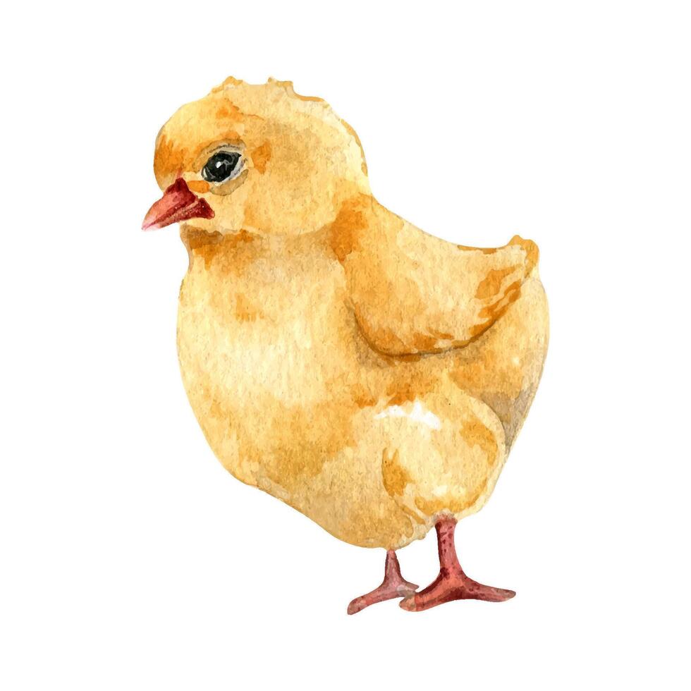 Watercolor cute chicken. Fluffy yellow bird illustration isolated on white. Little Easter chick hand drawn . Painted farm nestling. Domestic pet youngling. Element for design Easter, package, book vector