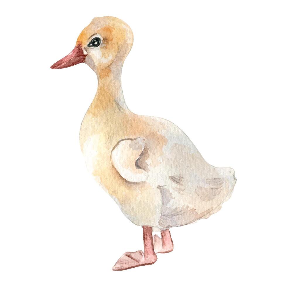 Watercolor cute white bird. Gosling illustration isolated on white. Little Easter goose chick hand drawn . Painted farm nestling farm. Domestic pet youngling. Element for design Easter, package vector