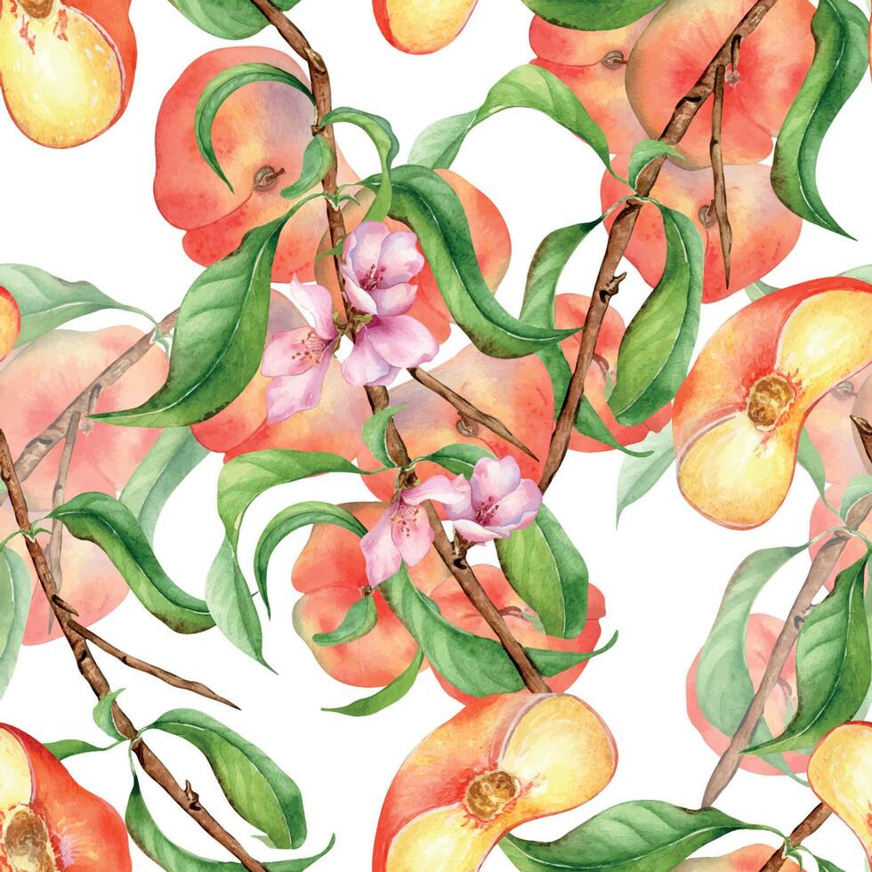 Watercolor branch of peach tree with fruit and flowers seamless pattern isolated on white. Fig peaches and leaves painted. Chines peaches hand drawn. Design element for package, skin care cosmetic. vector