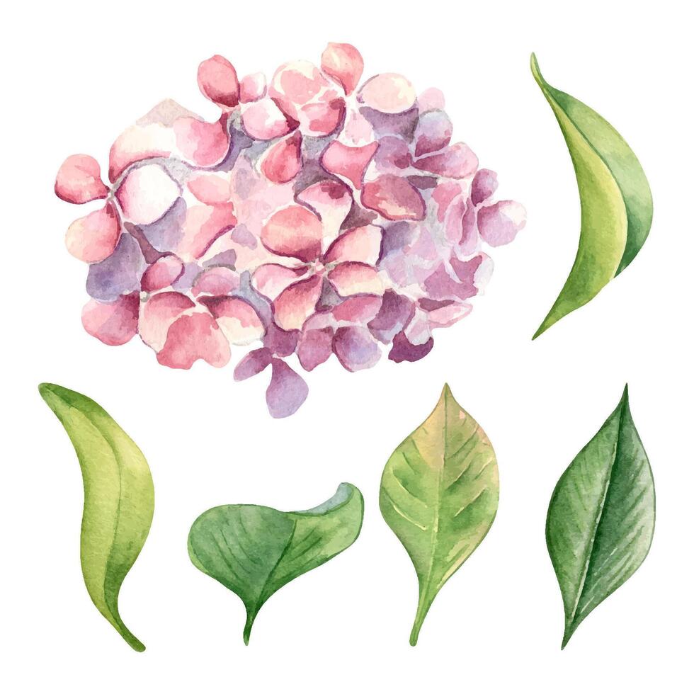 Watercolor illustration of pink hydrangea and leaves isolated on white background. Painted floral set of flowers in gentle colors. Wedding elements with light flowers. Design Easter card, mothers day vector