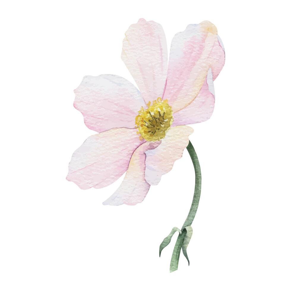 rosado y blanco cosmea flor. cosmos bipinnatus aislado mano dibujado acuarela ilustración de mexicano aster. verano floral diseño para Boda invitaciones, tarjetas, textiles, envase papel vector