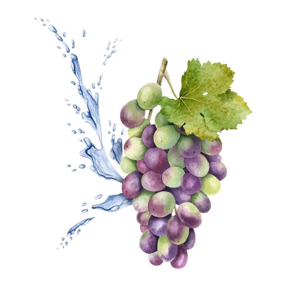 A bunch of red grapes, leaf and splashes water, drops. Grapevine. Isolated watercolor illustration For the design of labels of wine, grape juice and cosmetics, cards vector