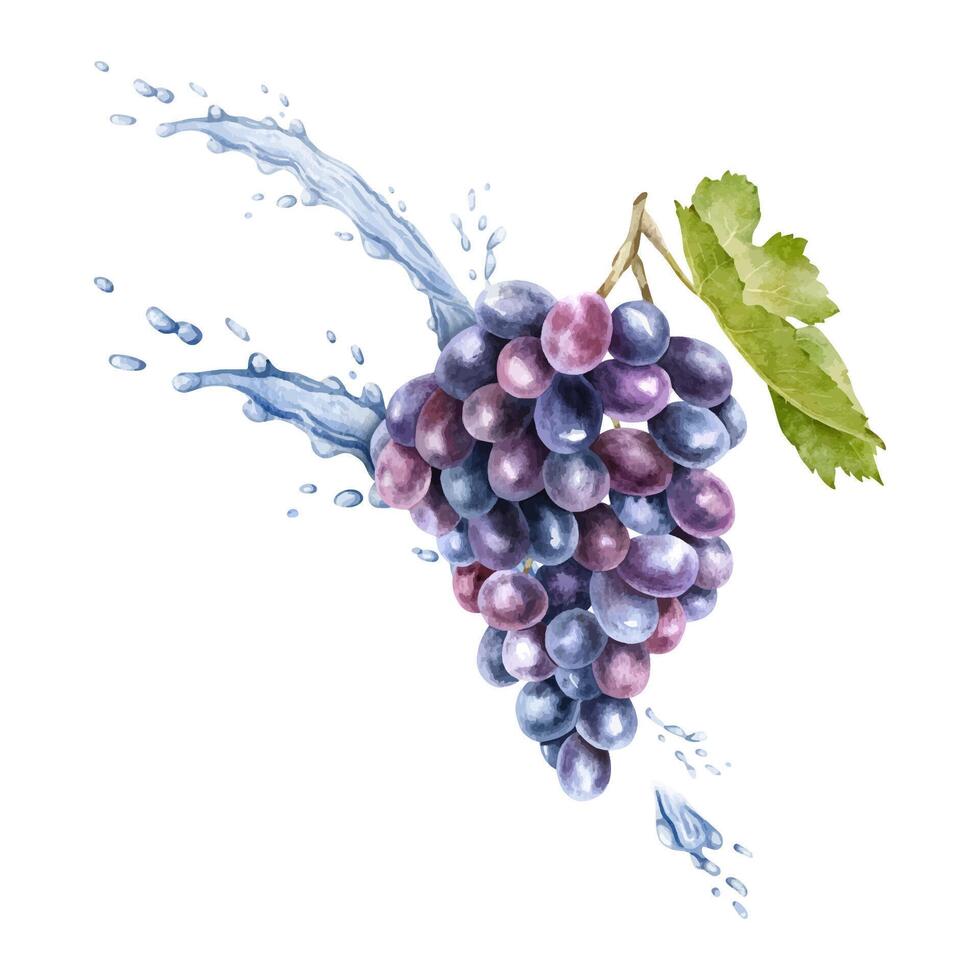 un manojo de rojo uvas, hoja y salpicaduras agua, gotas. vid. aislado acuarela ilustración para el diseño de etiquetas de vino, uva jugo y productos cosméticos, tarjetas vector