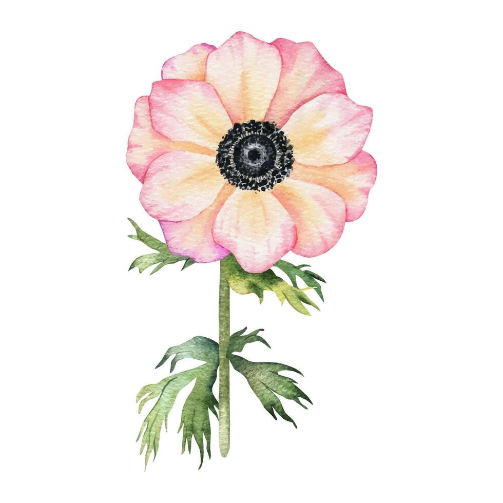 Anemone rose flower. Isolated hand drawn watercolor illustration. Summer floral design for wedding invitations, cards, textiles, packaging of goods. wrapping paper vector