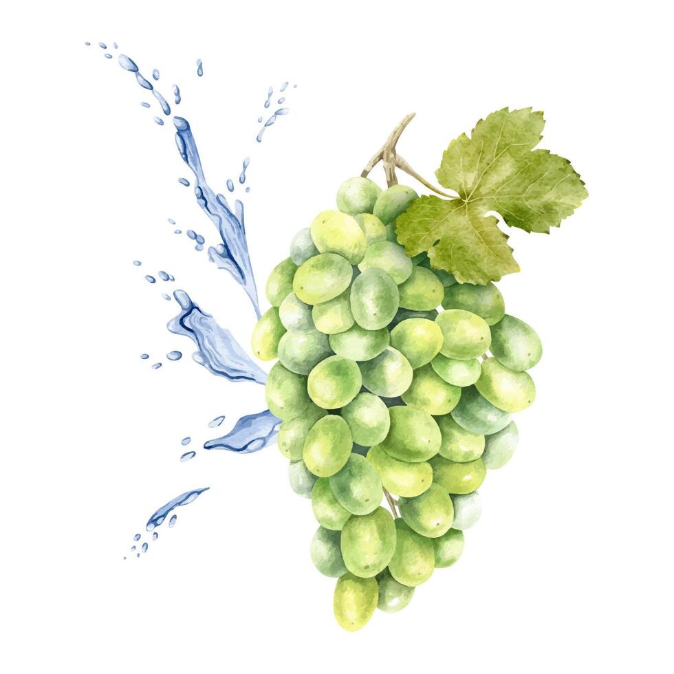 A bunch of green grapes, leaf and splashes water, drops. Grapevine. Isolated watercolor illustration For the design of labels of wine, grape juice and cosmetics, cards vector