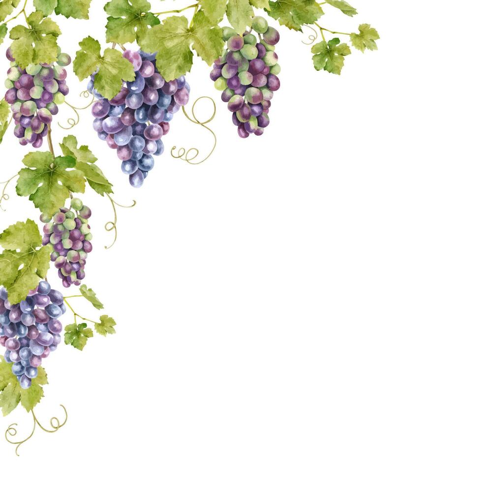 Frame of bunch red grapes with leaves. Template of vine. Isolated watercolor illustrations for the design of labels of wine, grape juice and cosmetics, wedding cards, stationery, greetings cards vector