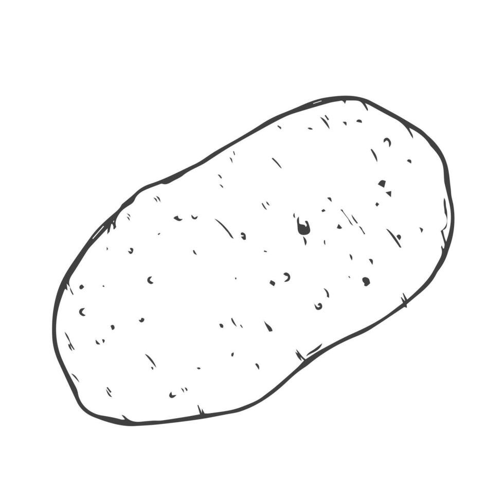 Doodle potato icon in vector. Line potato sketch icon vector