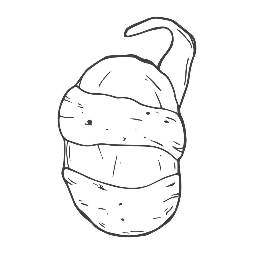 Potato with peel hand drawn doodle icon vector