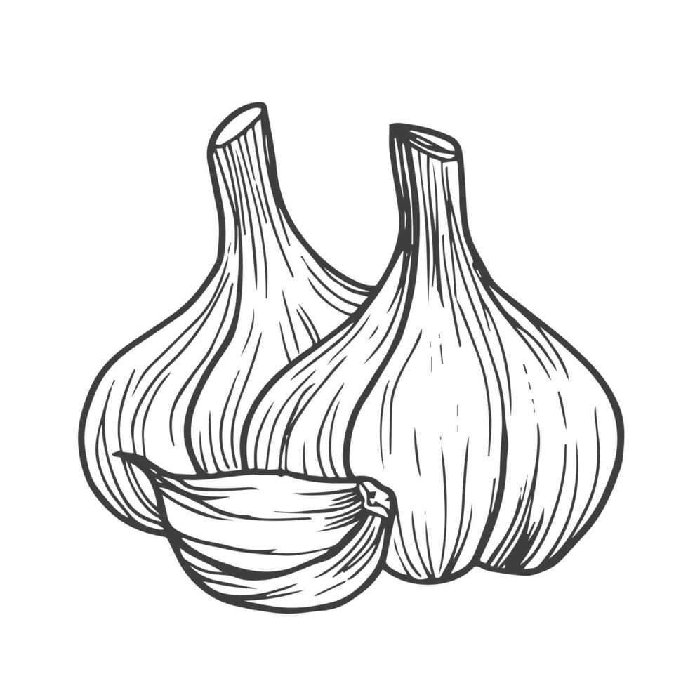 Garlic outline vector illustration. Farm market product, isolated vegetable, doodle garlic sketch.