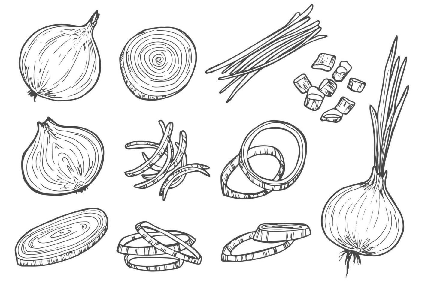 Vector sketch illustration of onion set drawing isolated on white. half, whole and cut rings.