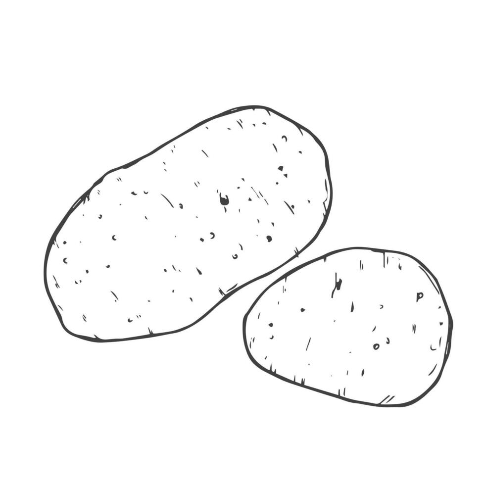 Vector hand drawn potato outline doodle icon.