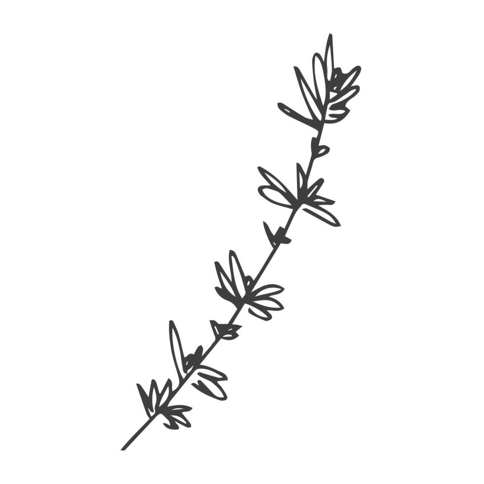 Rosemary hand drawn sketch isolated on white. vector