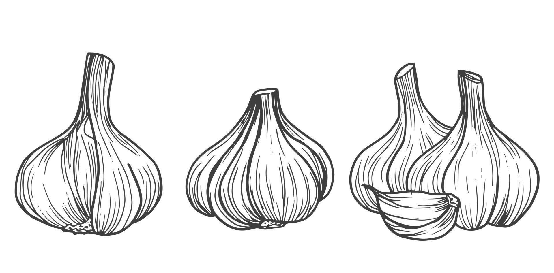 Garlic sketch. chopped garlic. Vector sketch isolated background.