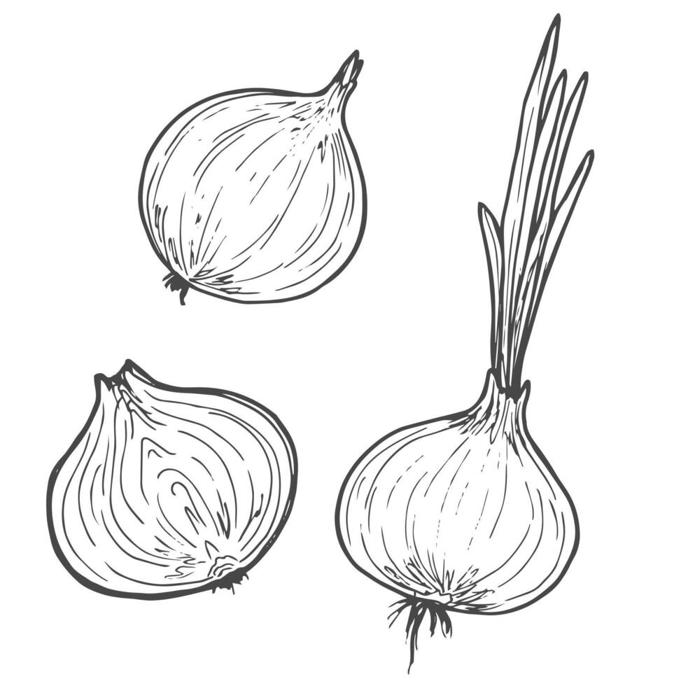 vector bosquejo ilustración de cebolla conjunto dibujo aislado en blanco. medio, todo y cortar anillos