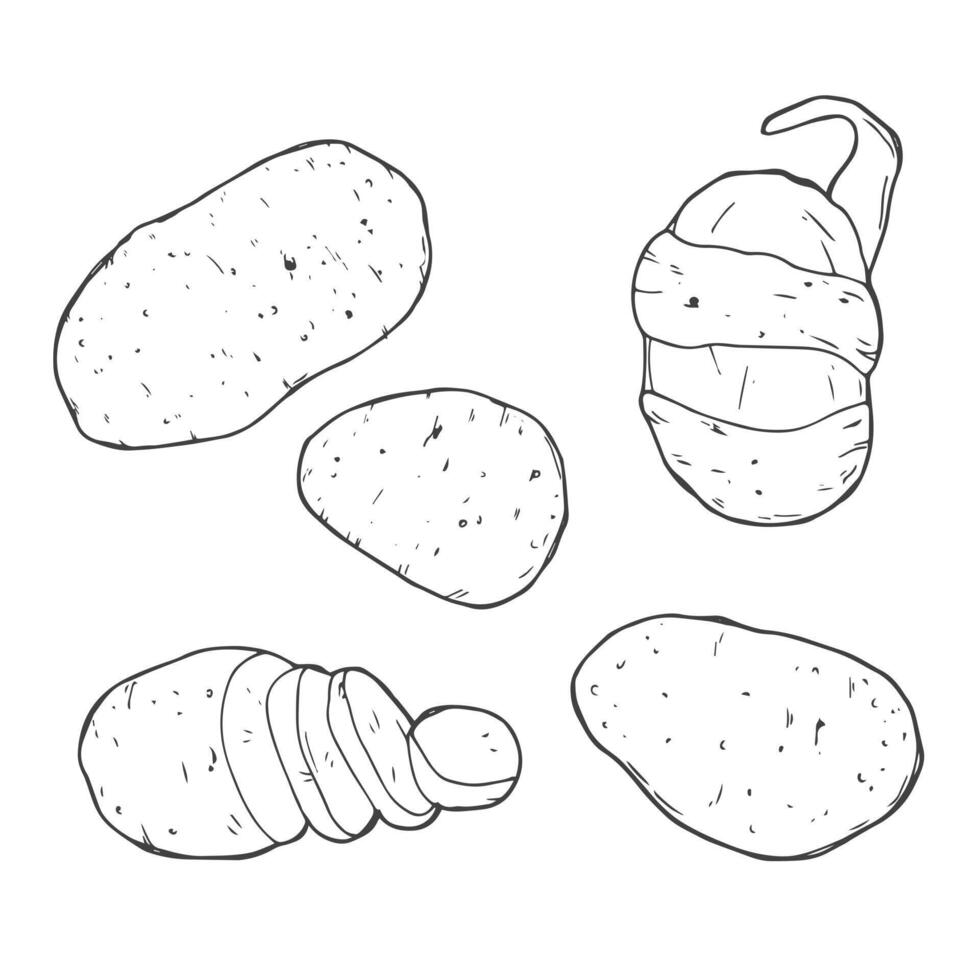 Potato set. Hand drawn potatoes vector illustration isolated on white background.