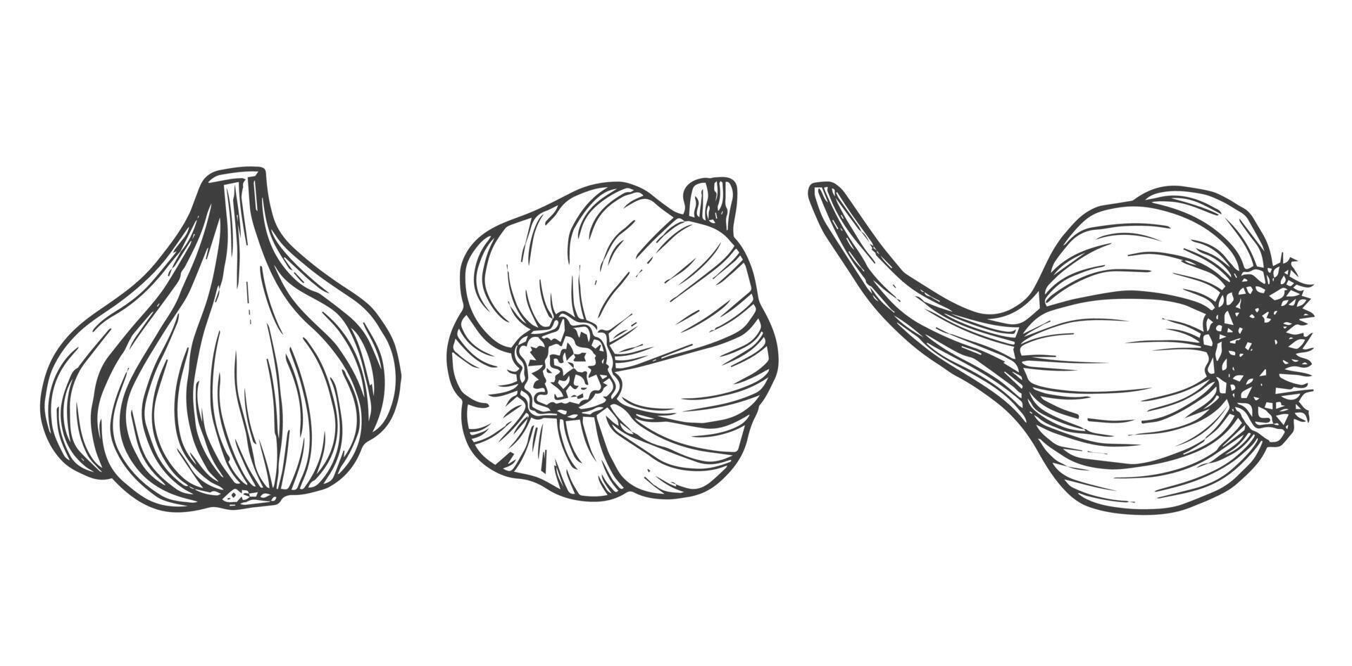 Doodle garlic sketch set in vector