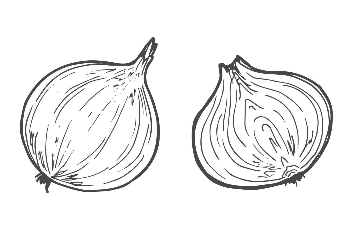 Hand Drawn Onion, half an onion, and onion rings. Black and white. Vector illustration isolated on a white background.