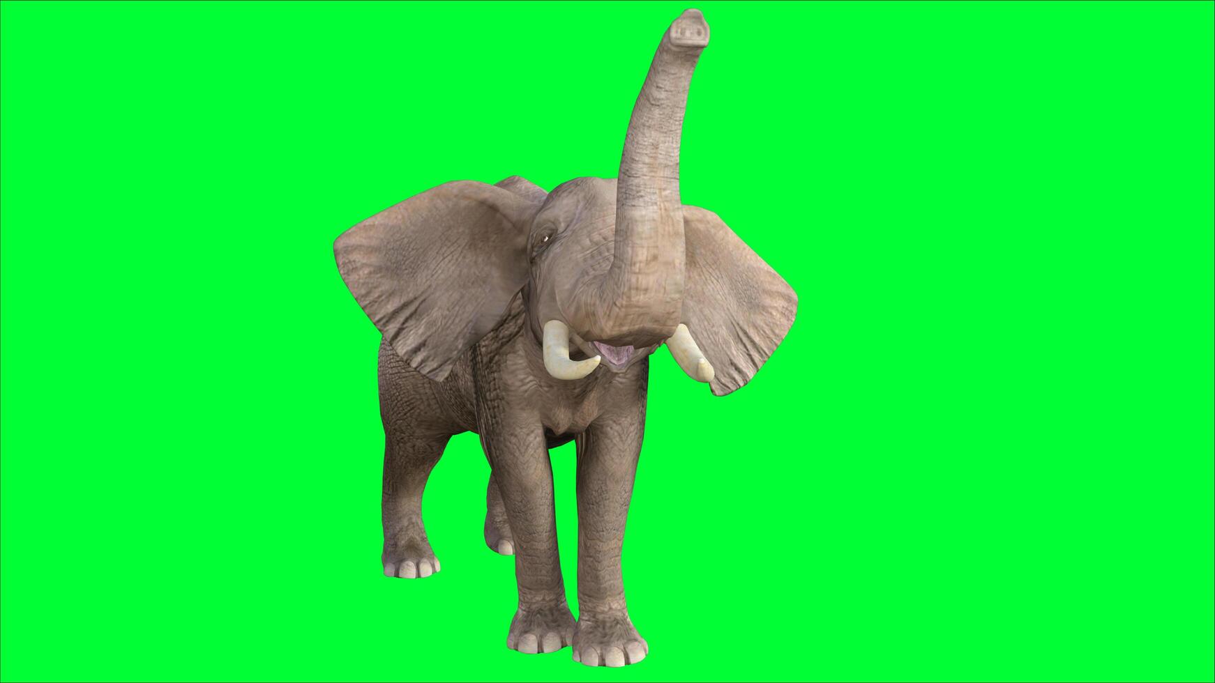 elephant on the green screen photo