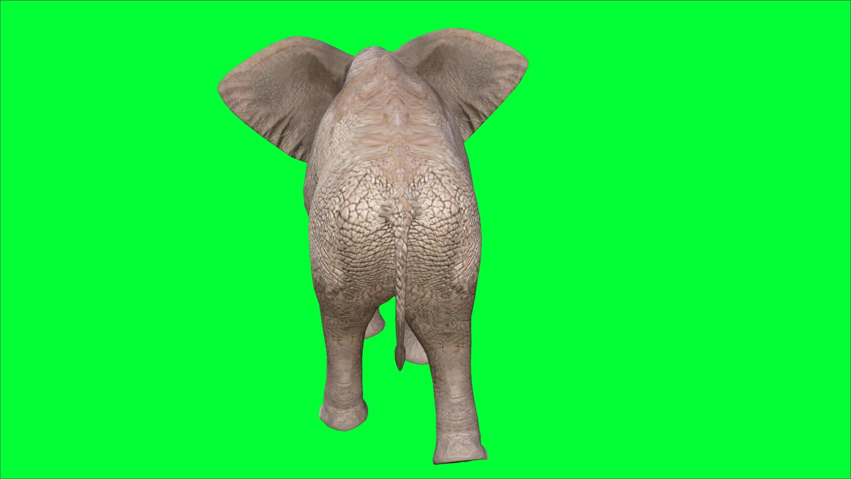 elephant on the green screen photo