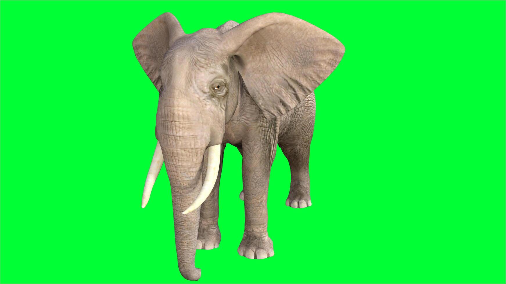 elephant on the green screen photo