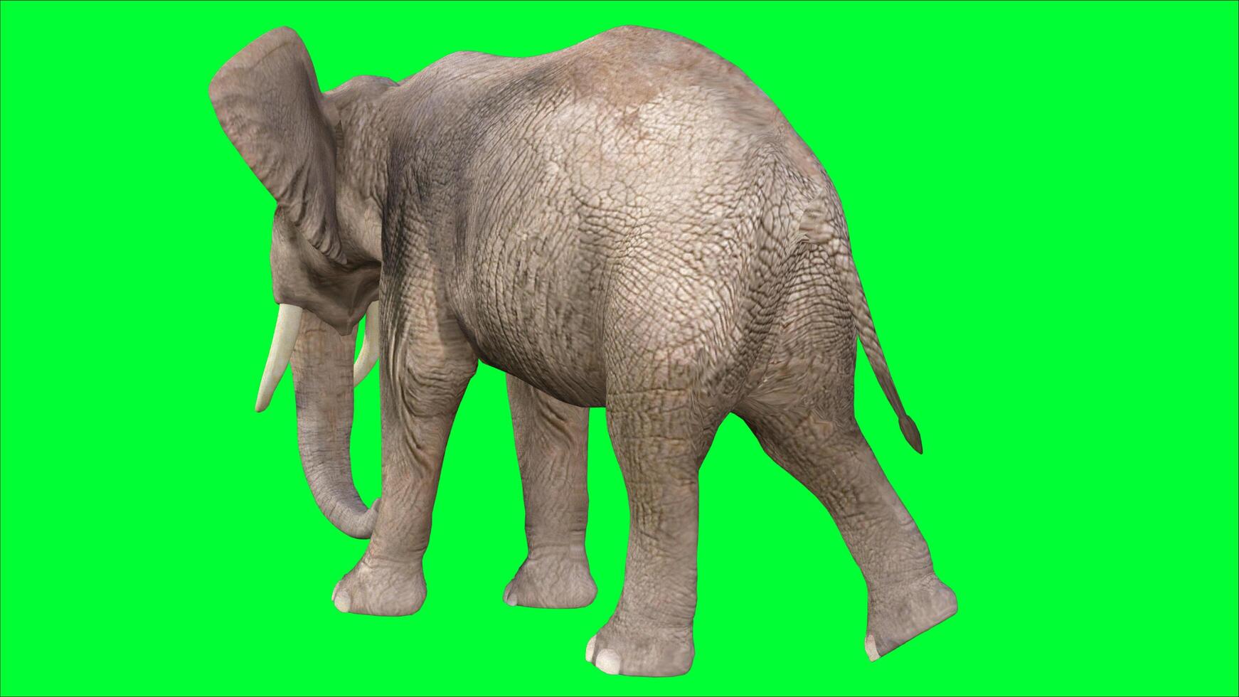 elephant on the green screen photo