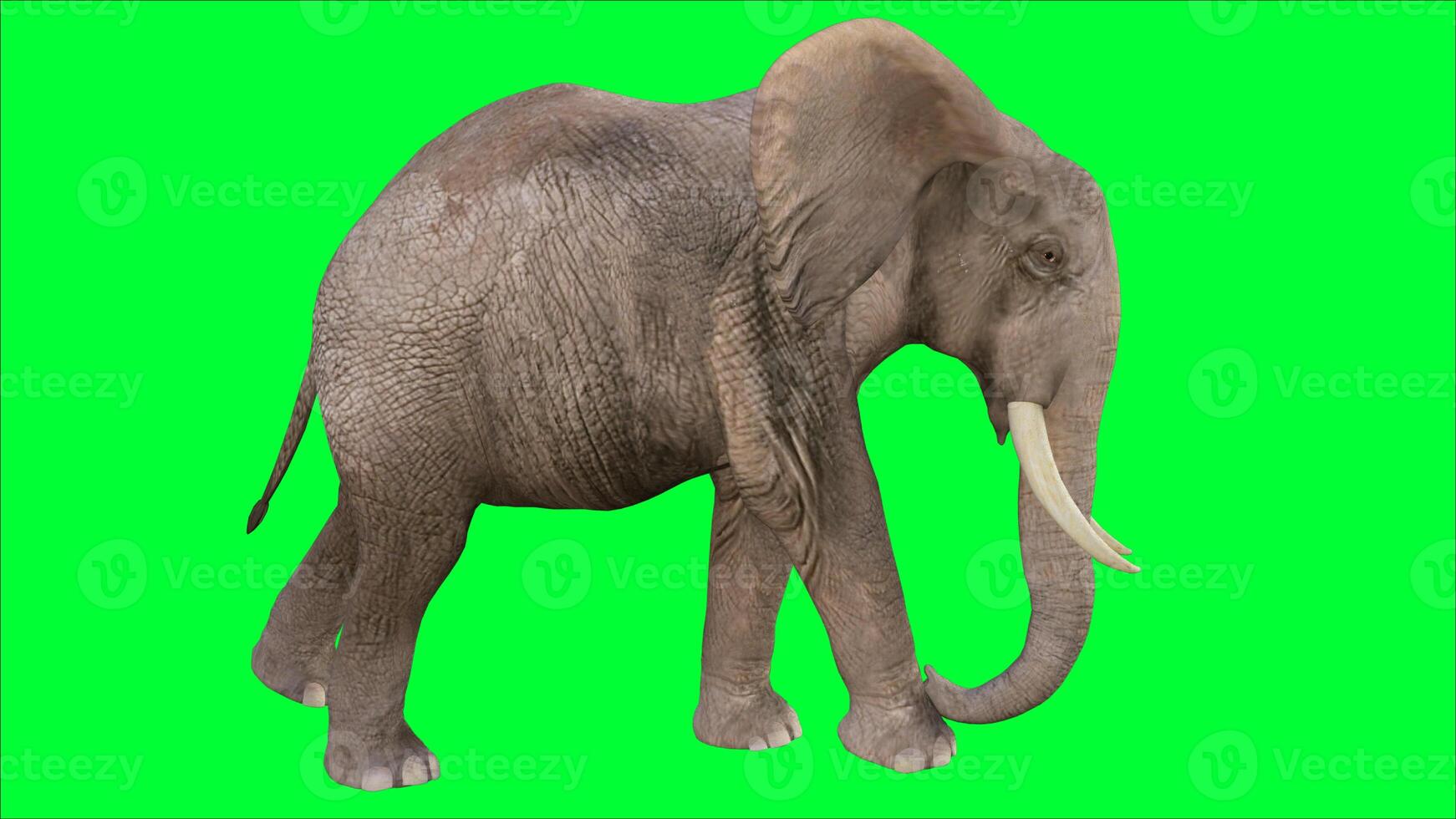 elephant on the green screen photo
