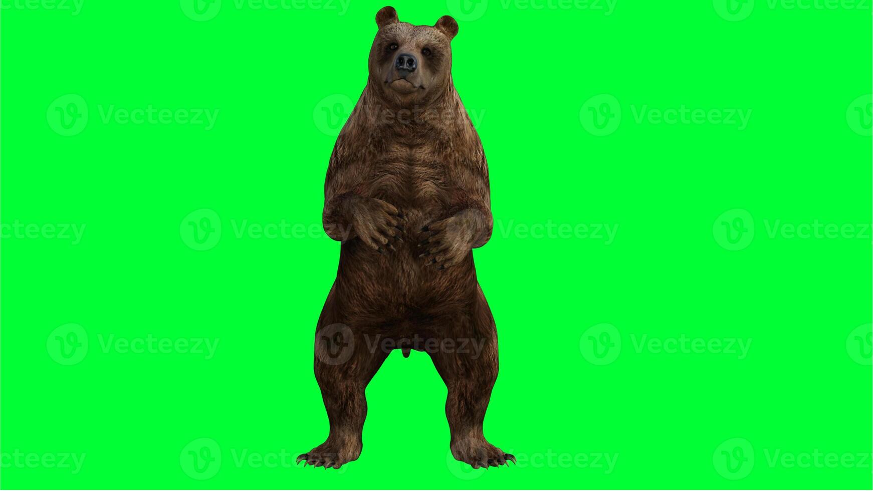 brown bear on green screen photo