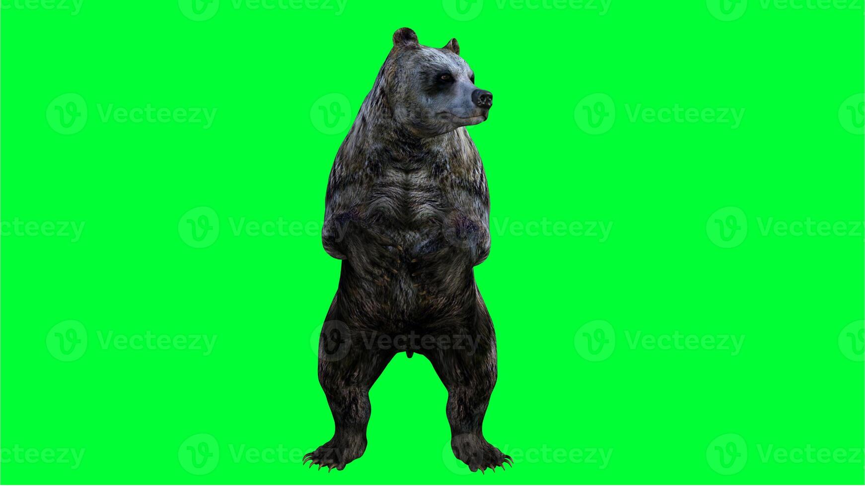 brown bear on green screen photo