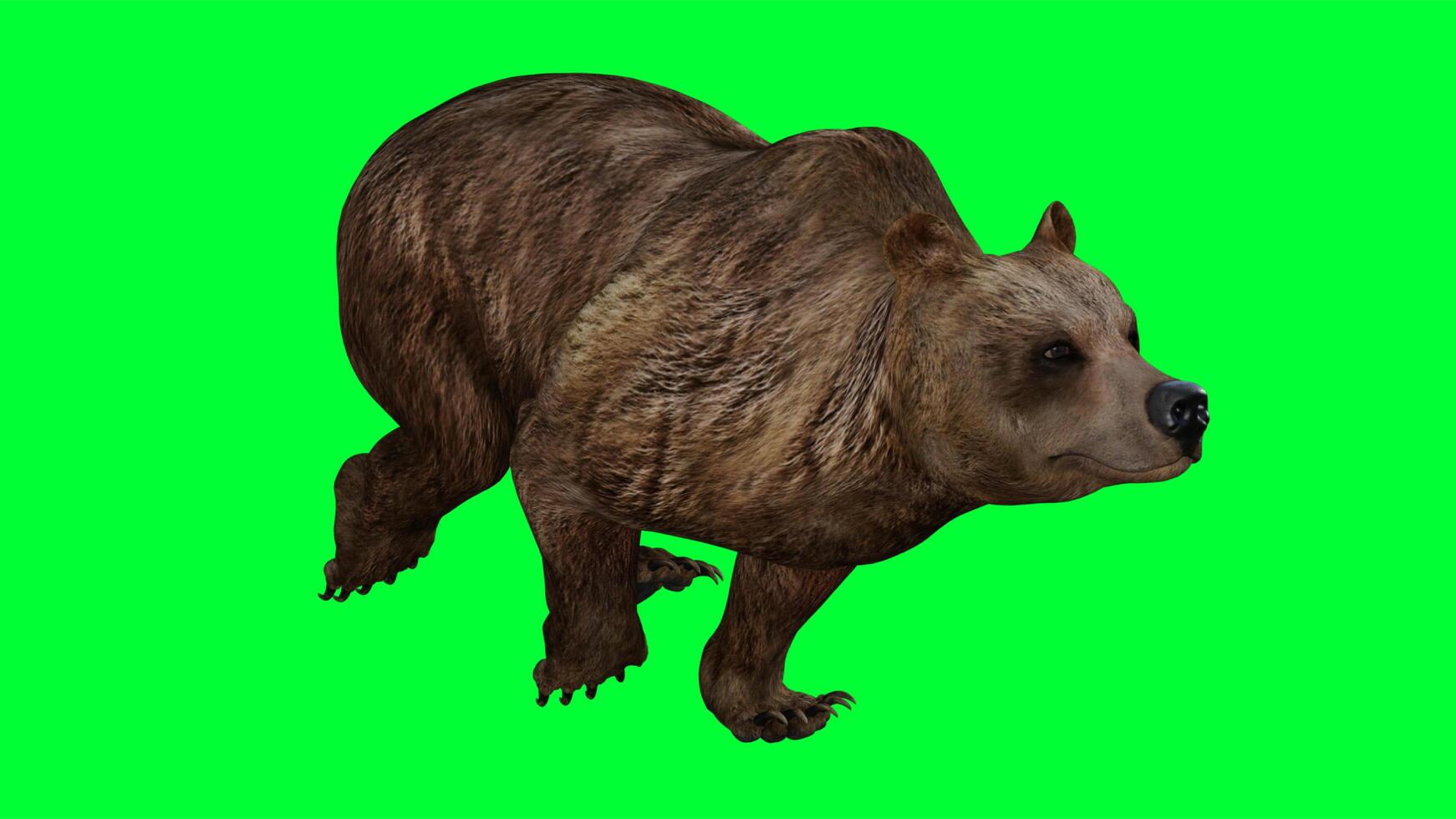 brown bear on green screen photo